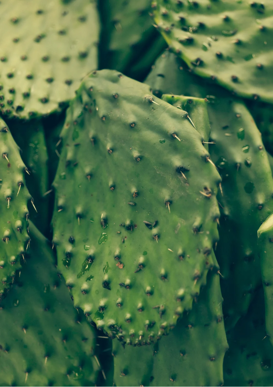 Le Nopal, cet allié naturel qui capte les graisses