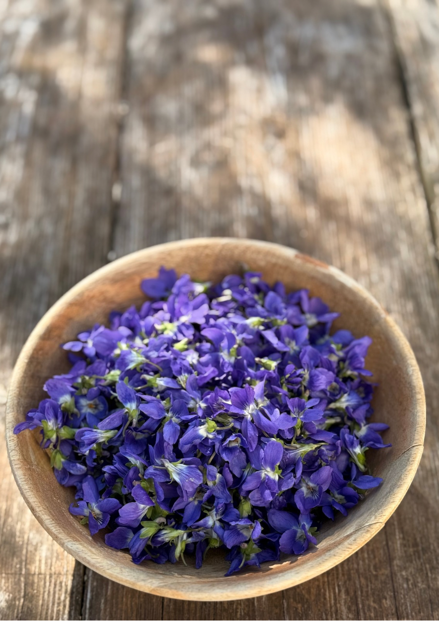 Violettes sauvages fraîchement récoltées dans un bol en bois, fleurs comestibles utilisées pour tisane et salade.