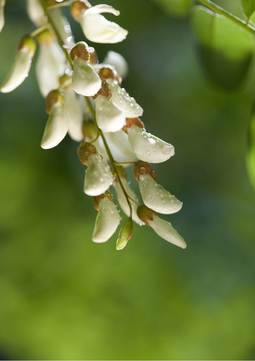 Beltane, pleine lune et acacia